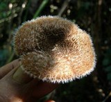 Lentinus berteroi image