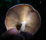 Lentinus berteroi image