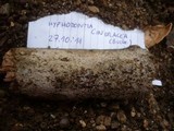 Hyphodontia cineracea image