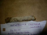 Hyphodontia cineracea image