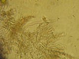 Hyphodontia cineracea image
