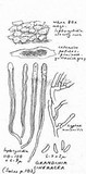 Hyphodontia cineracea image