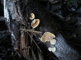 Crepidotus luteolus image