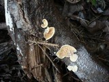 Crepidotus luteolus image