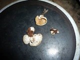Crepidotus luteolus image
