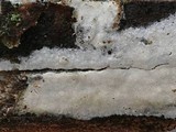 Hyphoderma amoenum image
