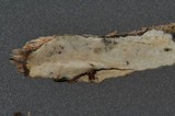 Hyphoderma amoenum image