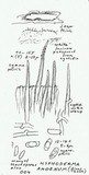 Hyphoderma amoenum image