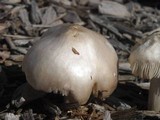 Pluteus petasatus image