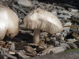 Pluteus petasatus image