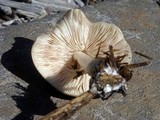 Pluteus petasatus image