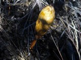 Podaxis pistillaris image