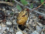 Podaxis pistillaris image