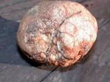 Rhizopogon occidentalis image