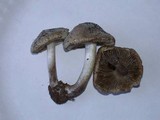 Inocybe corydalina image