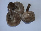 Inocybe corydalina image