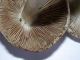 Inocybe corydalina image