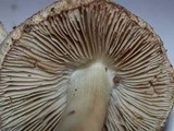 Inocybe corydalina image