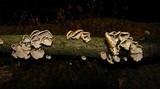 Plicaturopsis crispa image