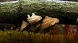 Plicaturopsis crispa image