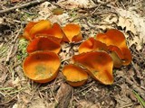 Caloscypha fulgens image
