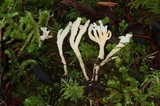 Clavulina rugosa image