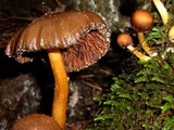 Psathyrella piluliformis image