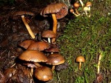 Psathyrella piluliformis image
