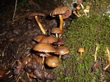 Psathyrella piluliformis image