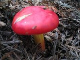 Hygrocybe punicea image