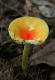 Amanita parcivolvata image