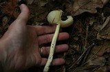 Amanita parcivolvata image