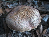 Frostiella russellii image