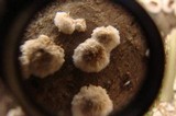Peniophora albobadia image