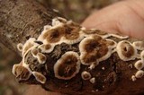 Peniophora albobadia image