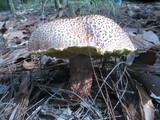 Frostiella russellii image