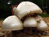 Pluteus petasatus image