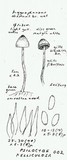 Psilocybe pelliculosa image