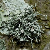 Ramalina stenospora image