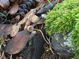 Psilocybe cyanofibrillosa image