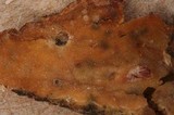 Mutatoderma mutatum image