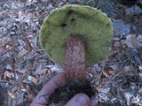 Frostiella russellii image