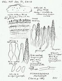 Mutatoderma mutatum image
