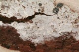 Peniophorella praetermissa image