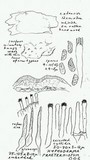Peniophorella praetermissa image