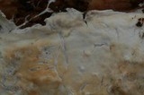 Hyphodontia sambuci image