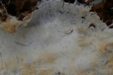 Hyphodontia sambuci image