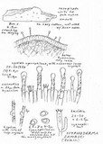 Hyphodontia sambuci image