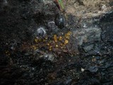 Arachnopeziza aurelia image