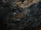 Arachnopeziza aurelia image